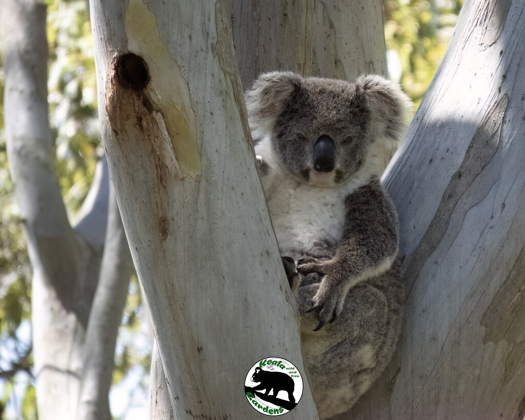 Bonnie's tree by koalagardens