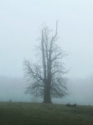 2nd Dec 2023 - Ghostly Tree