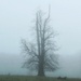 Ghostly Tree by carole_sandford