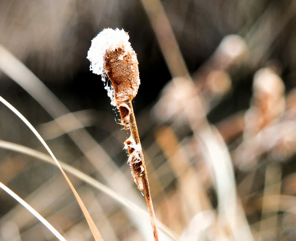 Heavy frost again! by bigmxx