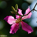 Orchid Tree Blossom