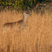 Spotted Me from 250 Yards!