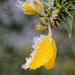 Gorse Flowers  by cherylrose