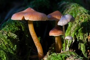 1st Dec 2023 - Forest Fungi 