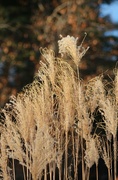 2nd Dec 2023 - Pampas Grass And Bokeh Leaves