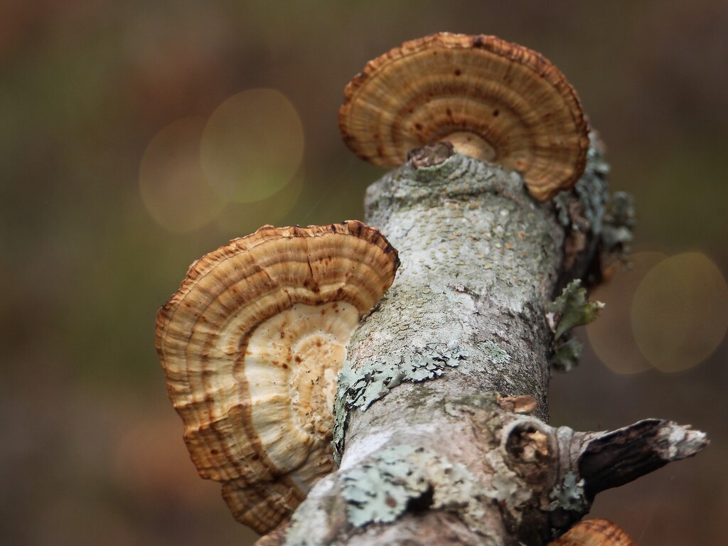 Polypore - in color... by marlboromaam