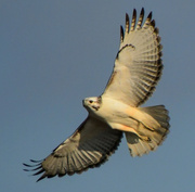 30th Nov 2023 - Leucistic Red-tailed Hawk