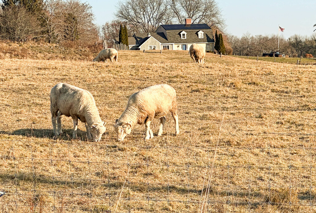 Sheep by joansmor