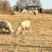 Sheep by joansmor