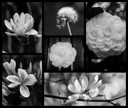 3rd Dec 2023 - Weekend florals in Mono