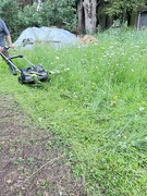 2nd Dec 2023 - Over grown lawns on returning home the lawns have really got away on us 