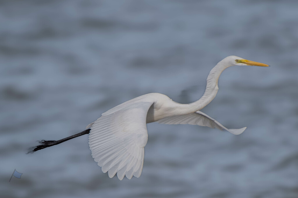 Egret at Naklua Bay by lumpiniman