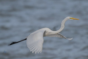 3rd Dec 2023 - Egret at Naklua Bay