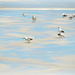 Gulls battling in the wind by ludwigsdiana