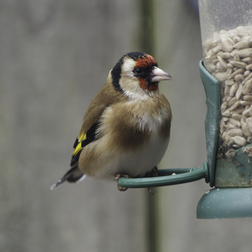 Goldfinch by sjoyce