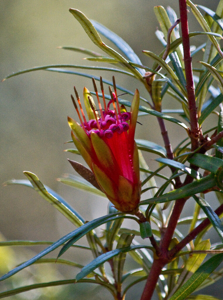 Flora 2 - Lambertia formosa by annied