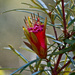 Flora 2 - Lambertia formosa