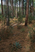 3rd Dec 2023 - Arizona forest