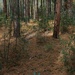 Arizona forest by blueberry1222