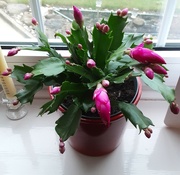3rd Dec 2023 - Pink Christmas cactus from Oswaldtwistle Mills Christmas shop.