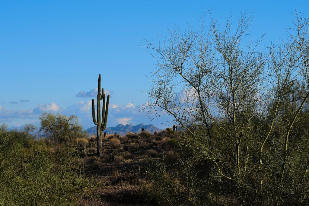 12 1 Palo Verde, Saguaro, Desert and Mountains by sandlily
