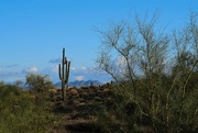 1st Dec 2023 - 12 1 Palo Verde, Saguaro, Desert and Mountains