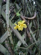 3rd Dec 2023 - Winter flowering Jasmine 