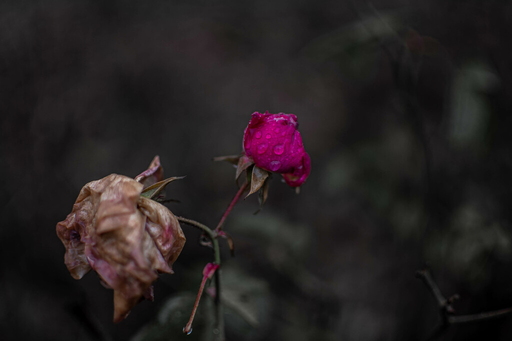 Rose in December by darchibald