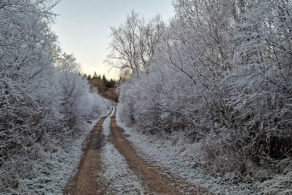 frosty walk by christophercox