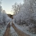 frosty walk by christophercox