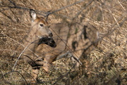 29th Nov 2023 - Deer Turning to Run