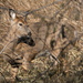 Deer Turning to Run