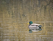 3rd Dec 2023 - Mallard Drake on Autumn Pond