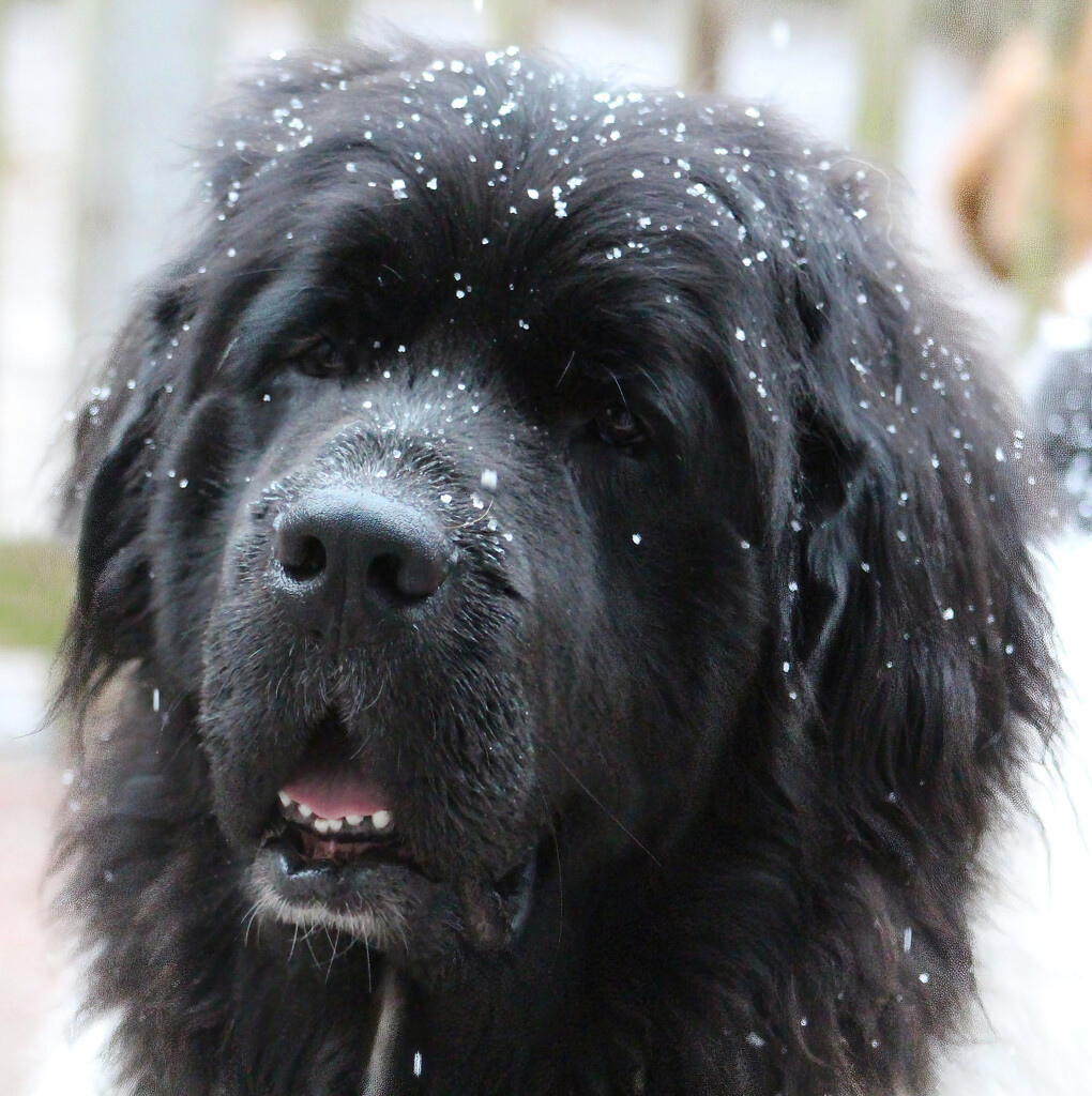 Snow Newfie by paintdipper