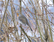 3rd Dec 2023 - Little Robin