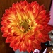 I’ve been given some Dalia’s today this is one of them  by Dawn