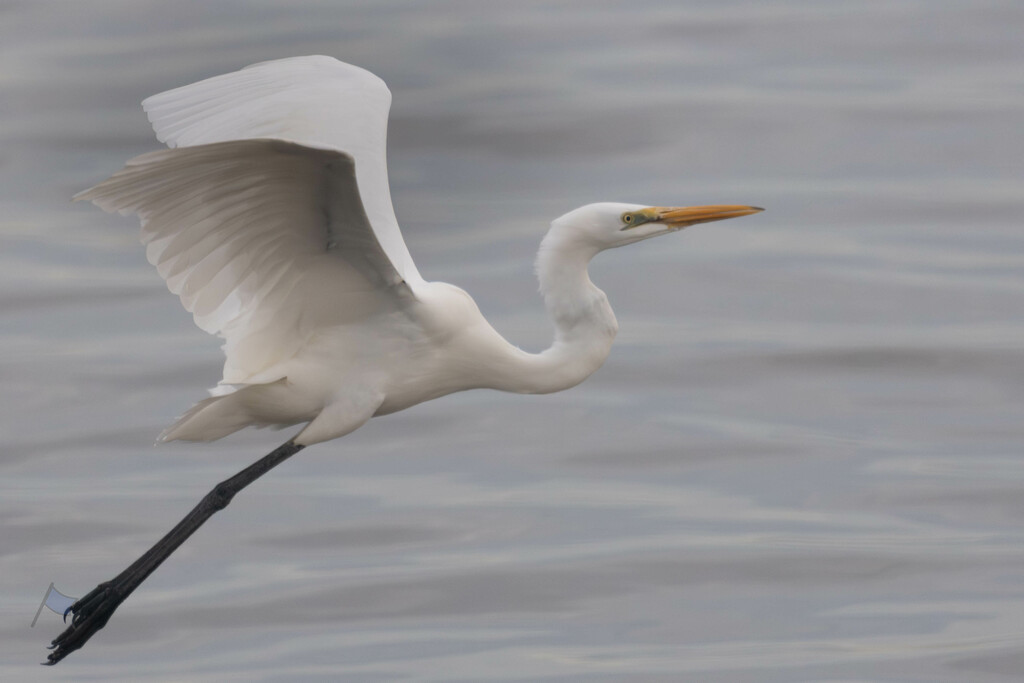 Egret - Naklua Bay by lumpiniman