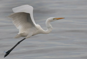 4th Dec 2023 - Egret - Naklua Bay