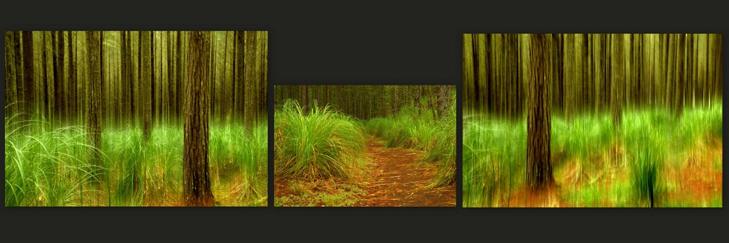 The forest triptych  by dide