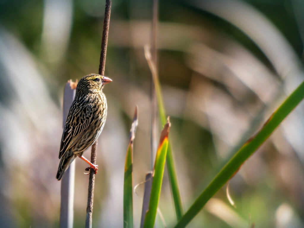 The female Red Bishop by ludwigsdiana