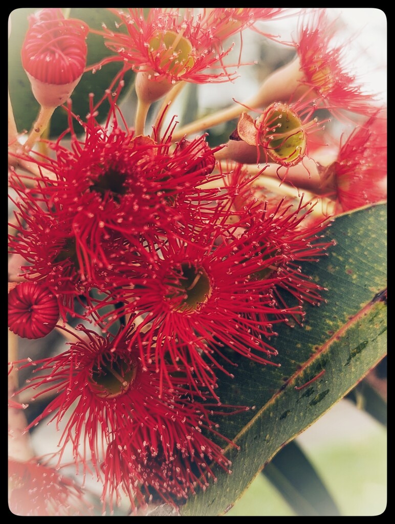 Red Flowering Gum by elf