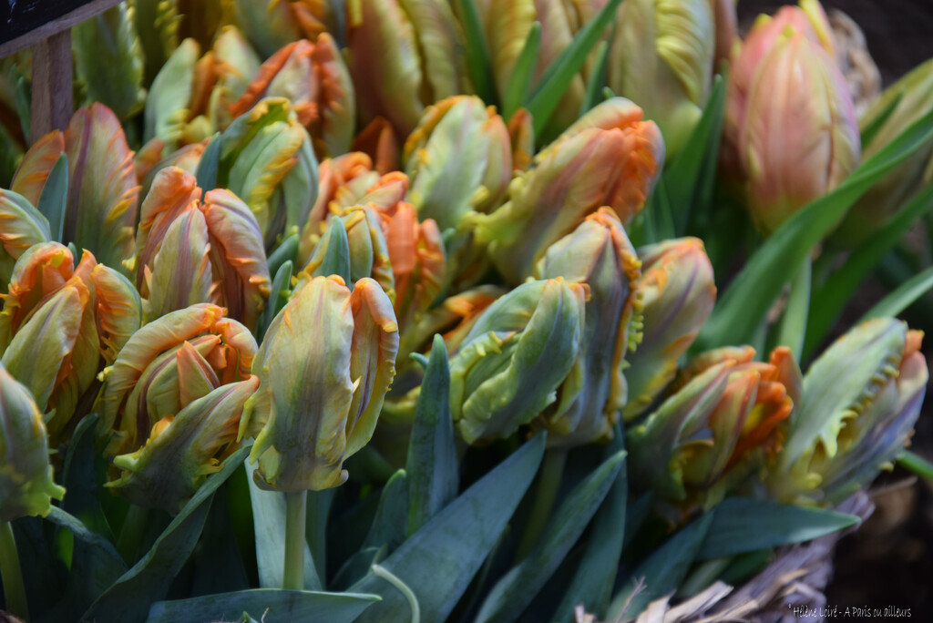 tulips by parisouailleurs