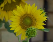 4th Dec 2023 - Bonnie's Sunflowers PC043265