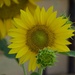 Bonnie's Sunflowers PC043265 by merrelyn