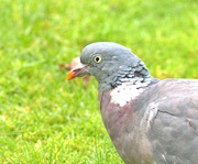 4th Dec 2023 - pigeon