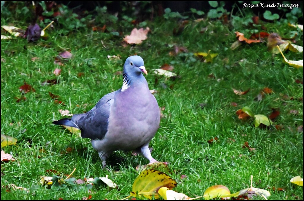Just an old wood pigeon by rosiekind