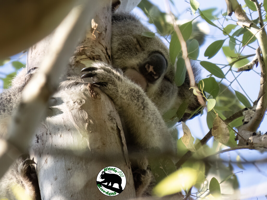 identifying koalas by koalagardens