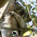 identifying koalas by koalagardens