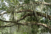 3rd Dec 2023 - Spanish Moss at MKR Historic State Park