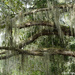 Spanish Moss at MKR Historic State Park by falcon11